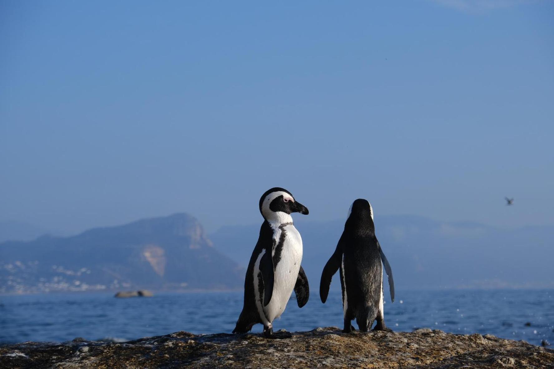 Penguin Haven . Luxury 2 Bedroom, Boulders Beach. Cape Town Dış mekan fotoğraf