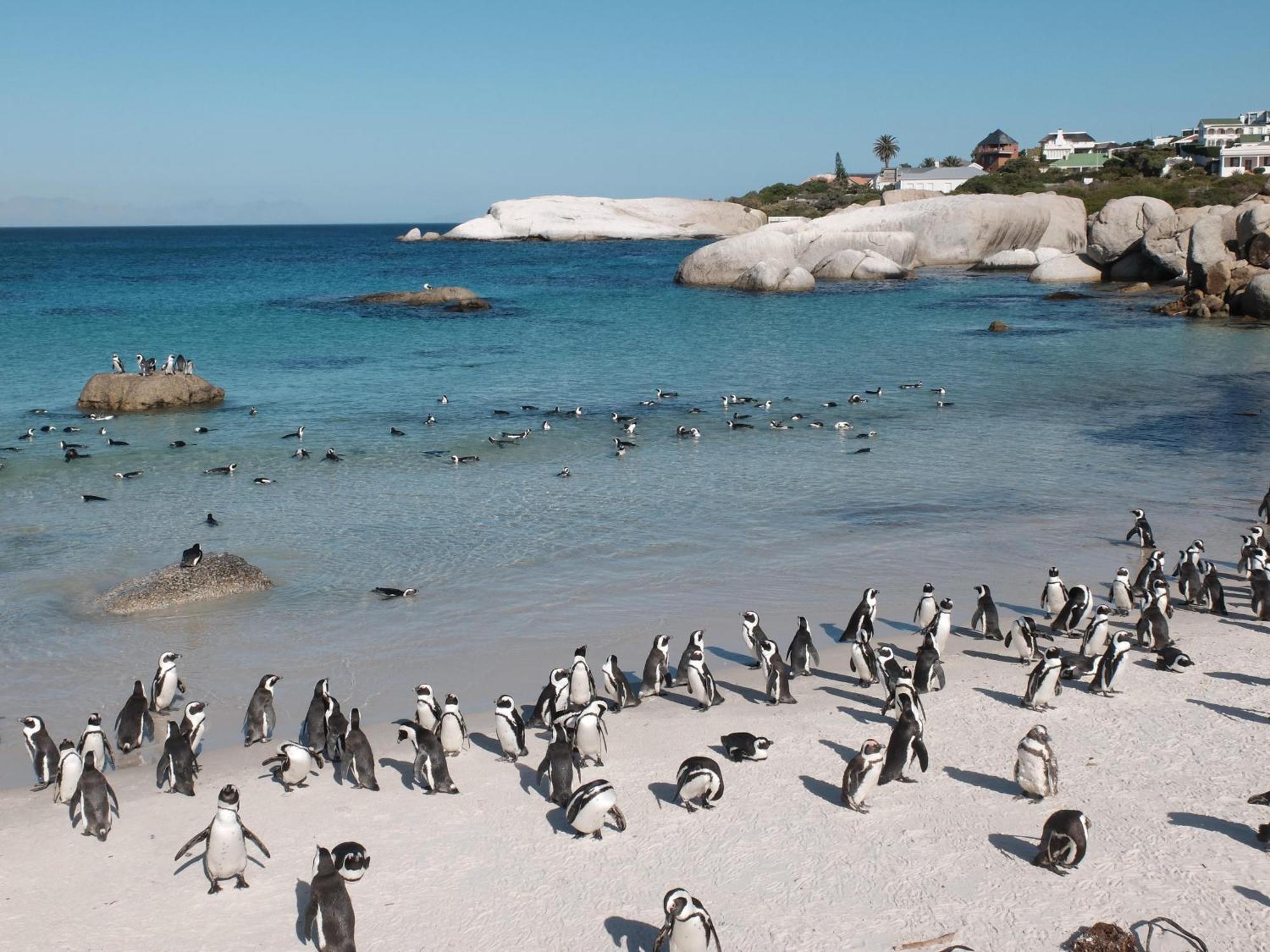 Penguin Haven . Luxury 2 Bedroom, Boulders Beach. Cape Town Dış mekan fotoğraf
